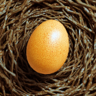 Egg Journey Icon